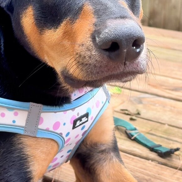 NEW Pet Harness Set | XS–XL | Fast 24-Hour Shipping | Jazzy Pet Paws - Picture 9 of 15